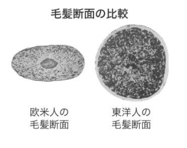 女性で髪の毛が多い人の特徴は 髪の量が多いのはなぜ めりもの深堀りブログ