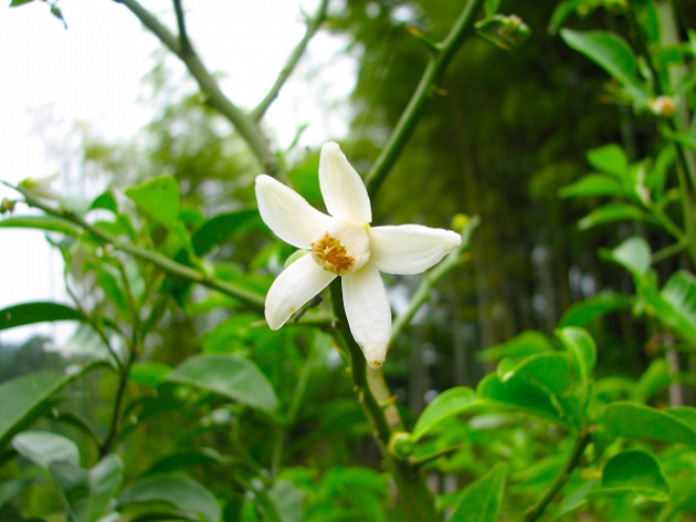 パパママ必見 柚の名前によくない意味があるのかを検証します めりもの深堀りブログ
