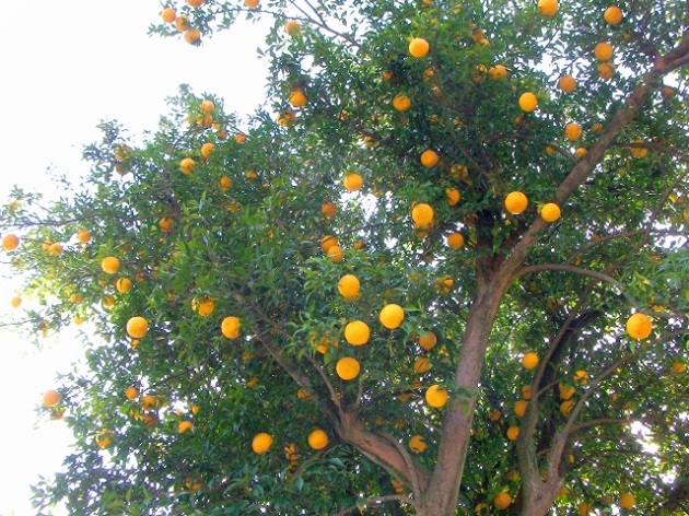 パパママ必見 柚の名前によくない意味があるのかを検証します めりもの深堀りブログ