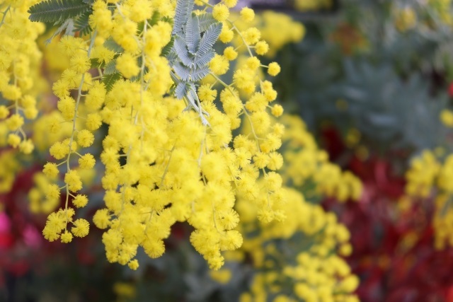 ミモザの花言葉に怖い意味はあるの 植えてはいけないって本当 めりもの深堀りブログ