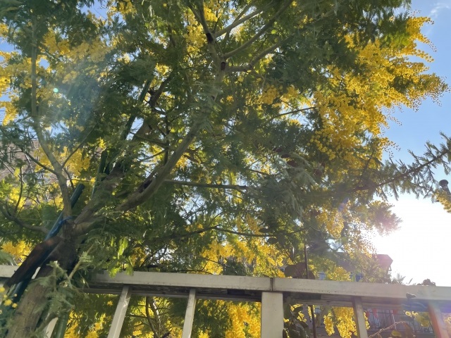 ミモザの花言葉に怖い意味はあるの 植えてはいけないって本当 めりもの深堀りブログ