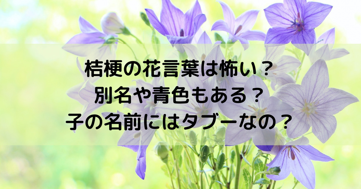 桔梗の花言葉は怖い 別名や青色もある 子の名前にはタブーなの めりもの深堀りブログ