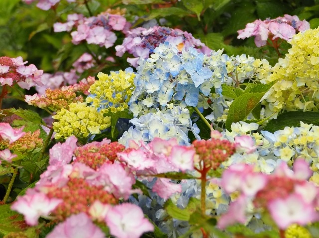 紫陽花の青 白 ピンク色別花言葉一覧 怖い いい意味 高嶺の花 めりもの深堀りブログ