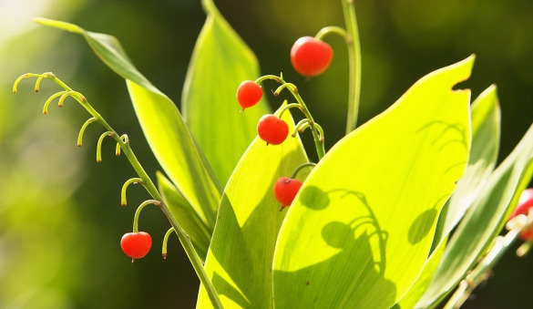 幸せの象徴 すずらん 鈴蘭 の裏花言葉の真相 毒や怖い 結婚式では めりもの深堀りブログ 幸せの象徴 すずらん 鈴蘭 の裏花言葉の真相 毒や怖い 結婚式では めりもの深堀りブログ