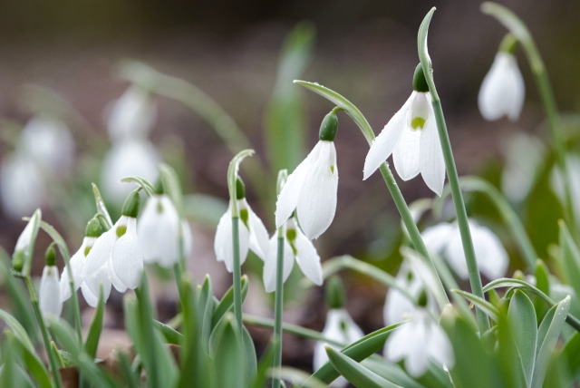 幸せの象徴 すずらん 鈴蘭 の裏花言葉の真相 毒や怖い 結婚式では めりもの深堀りブログ 幸せの象徴 すずらん 鈴蘭 の裏花言葉の真相 毒や怖い 結婚式では めりもの深堀りブログ
