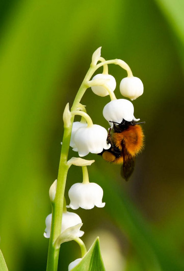 幸せの象徴 すずらん 鈴蘭 の裏花言葉の真相 毒や怖い 結婚式では めりもの深堀りブログ 幸せの象徴 すずらん 鈴蘭 の裏花言葉の真相 毒や怖い 結婚式では めりもの深堀りブログ