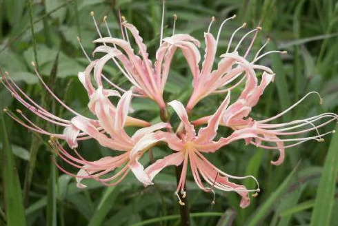 彼岸花 曼殊沙華 には怖い花言葉や毒がある 想うはあなた一人 はいい意味 めりもの深堀りブログ 彼岸花 曼殊沙華 には怖い花言葉や毒がある 想うはあなた一人 はいい意味 めりもの深堀りブログ
