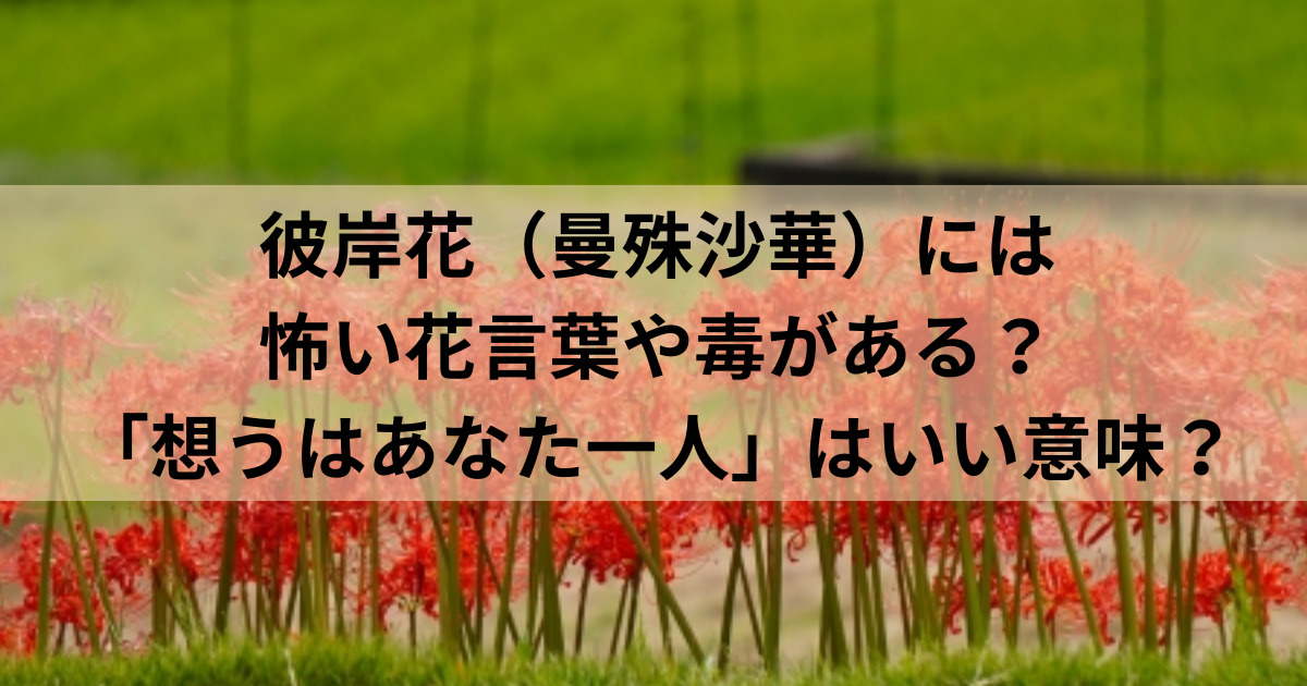 彼岸花 曼殊沙華 には怖い花言葉や毒がある 想うはあなた一人 はいい意味 めりもの深堀りブログ 彼岸花 曼殊沙華 には怖い花言葉や毒がある 想うはあなた一人 はいい意味 めりもの深堀りブログ