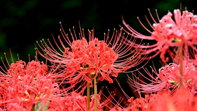 彼岸花 曼殊沙華 には怖い花言葉や毒がある 想うはあなた一人 はいい意味 めりもの深堀りブログ 彼岸花 曼殊沙華 には怖い花言葉や毒がある 想うはあなた一人 はいい意味 めりもの深堀りブログ